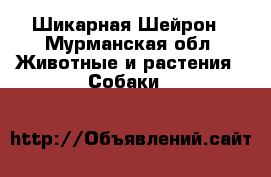 Шикарная Шейрон - Мурманская обл. Животные и растения » Собаки   